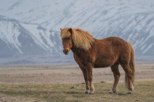 Read more about the article 5 самых старых пород лошадей в мире (с фотографиями)