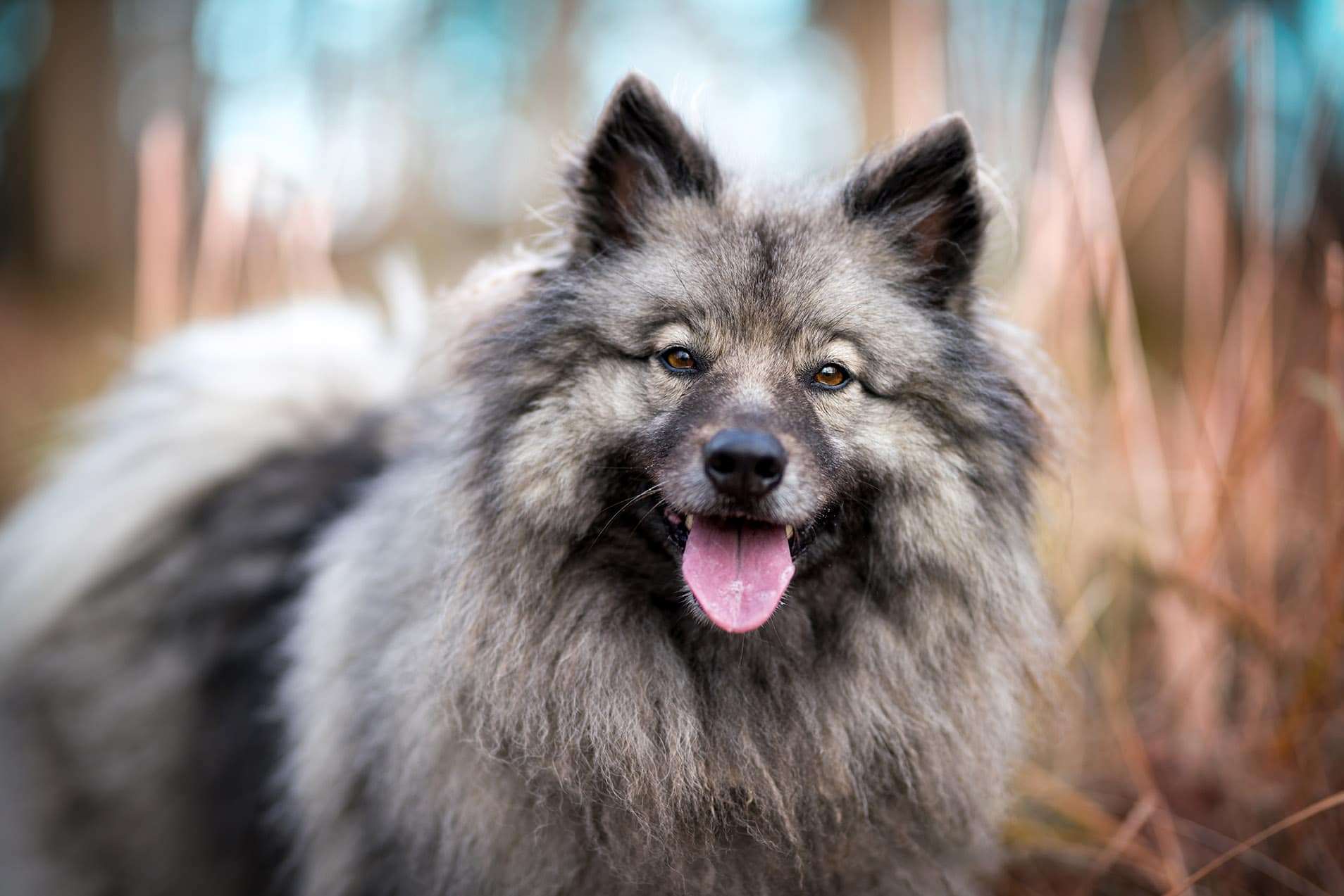 You are currently viewing Keeshond: полное руководство, информация, фотографии, уход и многое другое!