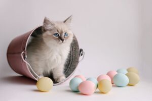Read more about the article Как спланировать охоту за пасхальными яйцами для вашей кошки (7 советов и хитростей)