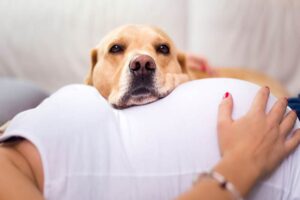 Read more about the article 4 причины, почему иметь собаку во время беременности — это здорово!