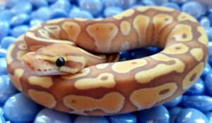 Read more about the article Lesser Ball Python Morph: факты, фотографии и руководство по уходу