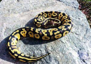 Read more about the article Pastel Ball Python Morph: факты, руководство по внешнему виду и уходу (с иллюстрациями)