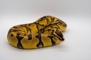 Read more about the article Clown Ball Python Morph: факты, фотографии, руководство по внешнему виду и уходу