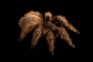 Read more about the article Pink Zebra Beauty Tarantula: инструкция по уходу, продолжительность жизни и многое другое (с иллюстрациями)