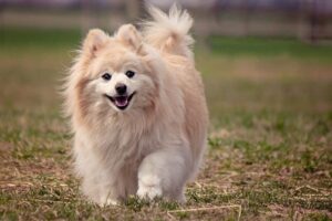 Read more about the article Могут ли собаки смеяться?  Они смеются как люди?