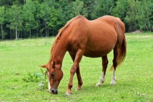 Read more about the article Можно ли ездить на беременной лошади?  Что можно и чего нельзя делать