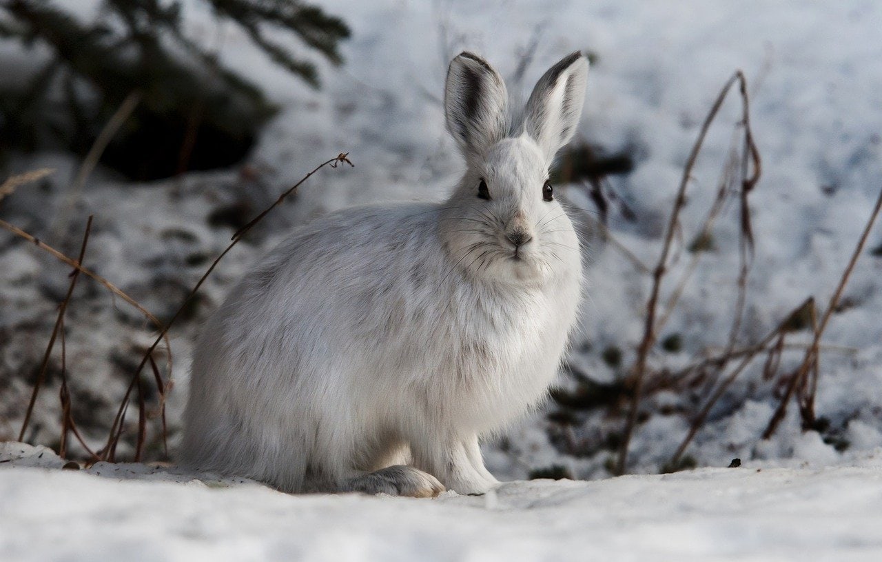 К чему снятся зайцы. Заяц зимой. Заяц. Hares Live in.