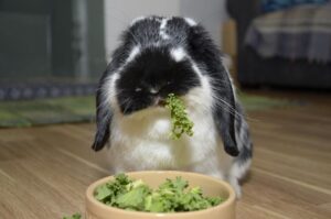 Read more about the article Список принадлежностей для кроликов — 12 вещей, которые вам нужны для кролика