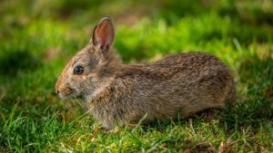 Read more about the article Являются ли кролики млекопитающими?  Что тебе нужно знать!