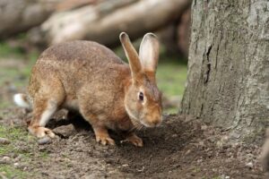 Read more about the article Почему кролики топают лапами?  (5 причин такого поведения)