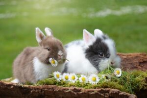 Read more about the article Можно ли содержать вместе кроликов мужского и женского пола: 3 важные вещи, которые нужно знать