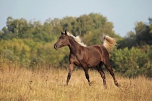 Read more about the article Лошадь Скалистых гор: факты, продолжительность жизни, руководство по поведению и уходу (с иллюстрациями)