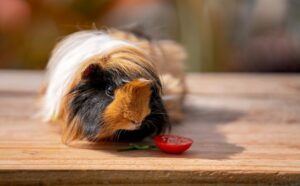 Read more about the article Можно ли морским свинкам есть помидоры?  Что тебе нужно знать!