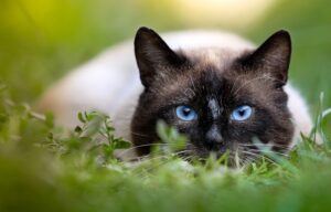 Read more about the article 17 пород кошек с большими ушами (с фотографиями и информацией)