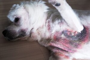 Read more about the article Malassezia Dermatitis (дрожжевые инфекции) у собак: причины, лечение, профилактика