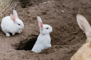 Read more about the article Почему мой кролик копается и царапает мою одежду?  12 типичных причин