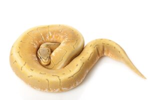 Read more about the article Spinner Ball Python Morph: факты, фотографии и руководство по уходу