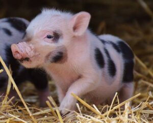 Read more about the article 100+ имен домашних свиней: идеи для умных и голодных свиней