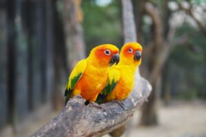 Read more about the article Попугай Sun Conure Parrot: личность, диета и уход (с иллюстрациями)