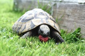 Read more about the article Что черепахи едят в дикой природе и в качестве домашних животных?
