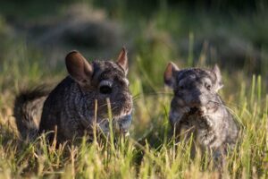 Read more about the article 10 домашних животных, вызывающих аллергию, о которых вы могли не знать (с иллюстрациями)