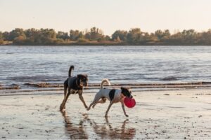 Read more about the article 10 лучших пляжей для собак в Брисбене 2023: места для прогулок без поводка и на поводке