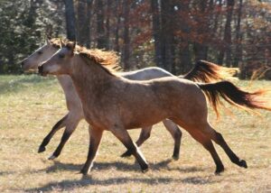 Read more about the article Можно ли приручить диких лошадей?  Вот что вам нужно знать!