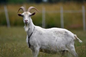 Read more about the article Можно ли выращивать коз в помещении?  Что тебе нужно знать!
