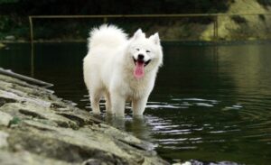 Read more about the article 10 пород белых собак: большие, маленькие и пушистые (с иллюстрациями)