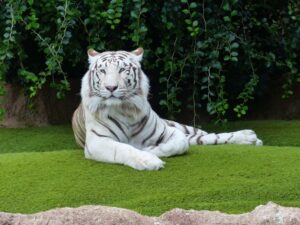 Read more about the article Может ли тигр мурлыкать?  Это распространено?