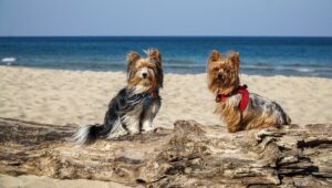 Read more about the article 21 удивительный пляж для собак в Мичигане (с иллюстрациями)