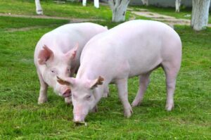 Read more about the article Сколько свиней?  (Статистика США и мира в 2023 г.)