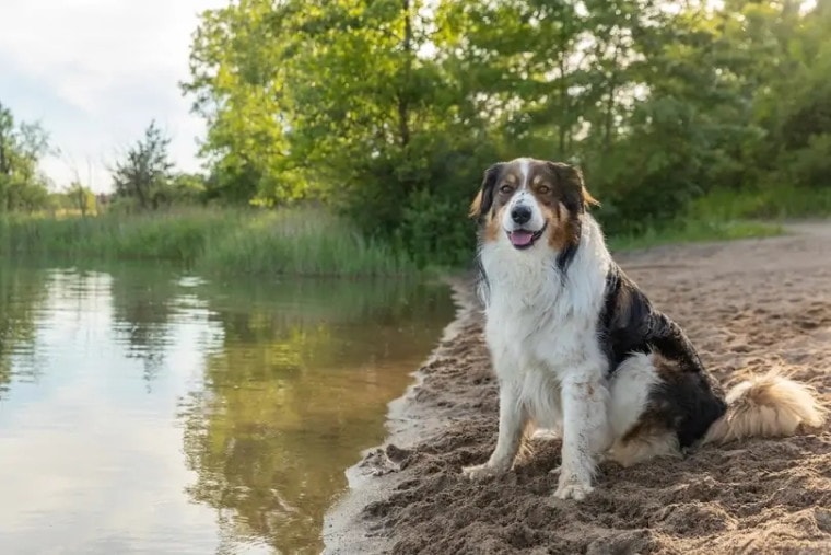 English-Shepherd-at-lake_Jennifer-McCallum_shutterstock