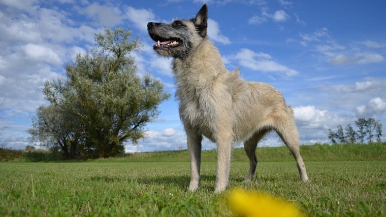 Bouvier_des_Ardennes_-_Ardennentreibhund голубое небо профиль серый