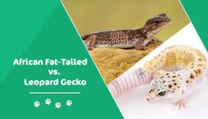 Read more about the article Африканский толстохвостый геккон против леопардового геккона: в чем разница?  (с картинками)
