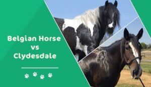 Read more about the article Бельгийская лошадь против Клайдсдейла: в чем разница?
