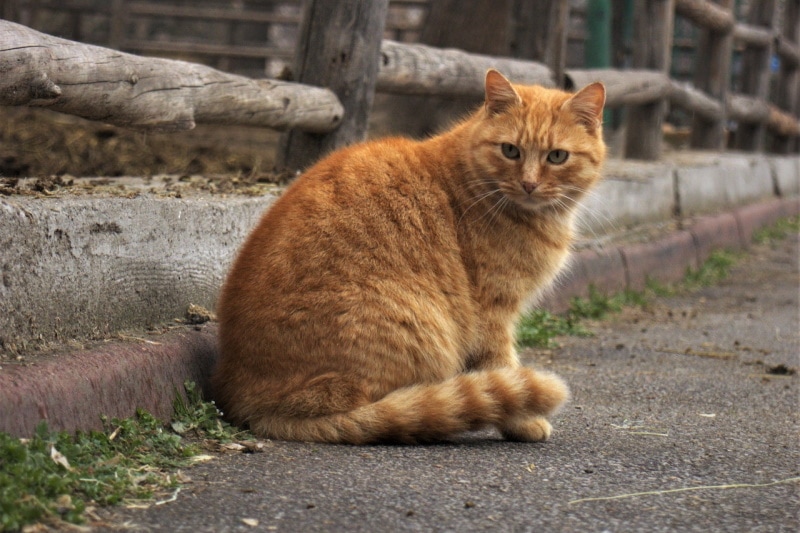 Рыжий кот со свернутым хвостом