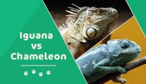 Read more about the article Игуана против хамелеона: в чем разница?  (с картинками)