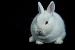 Read more about the article Информация о породе белого венского кролика: фотографии, признаки и факты