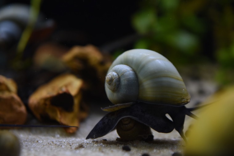 Загадочная улитка в воде_MHawkinson_Shutterstock