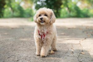 Read more about the article 4 отличных парка собак без поводка в Ларами, штат Вайоминг, которые вы можете посетить сегодня (обновление 2023 г.)