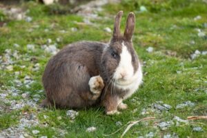 Read more about the article Как избавиться от блох на кроликах (быстро и легко)