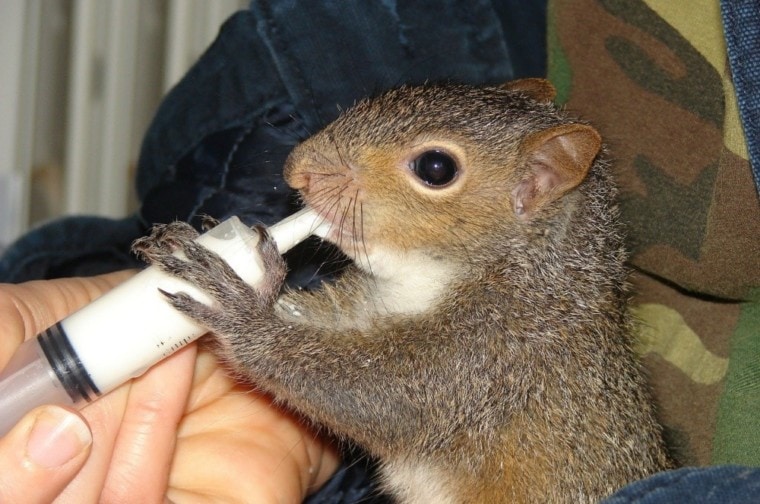 Реабилитированная белка Wildlife Rehabilitator