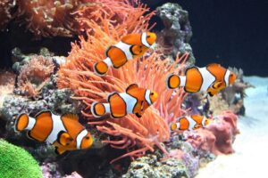 Read more about the article Как рыба-клоун и актиния помогают друг другу (симбиотические отношения)