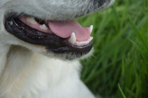 Read more about the article Почему изо рта моей собаки пахнет?  6 причин и как это исправить!