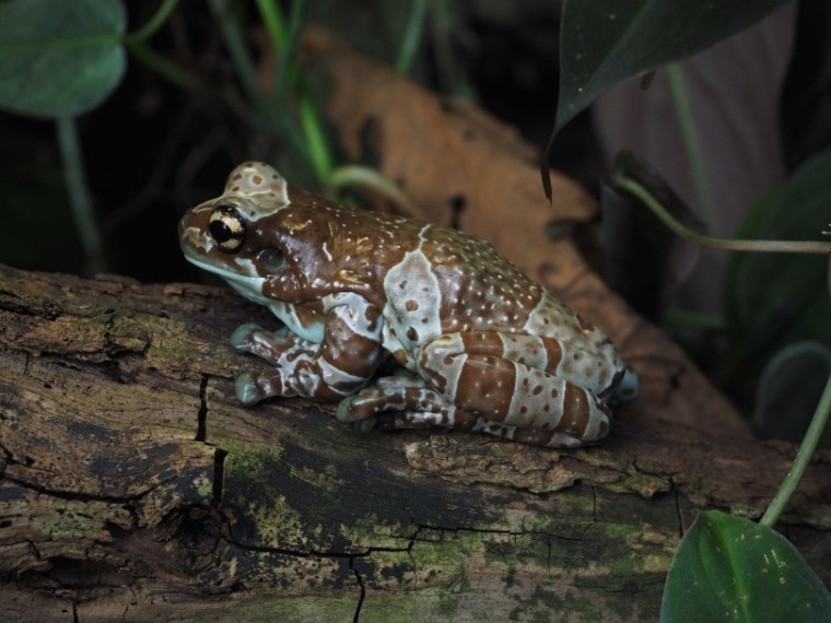 toad_Hans Braxmeier_Pixabay