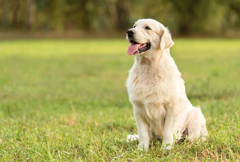 Золотистый ретривер_sasastock_shutterstock