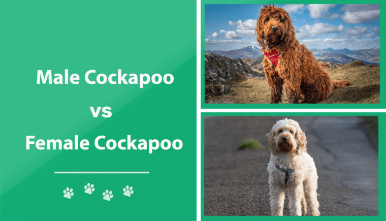 Самец против самки Cockapoo