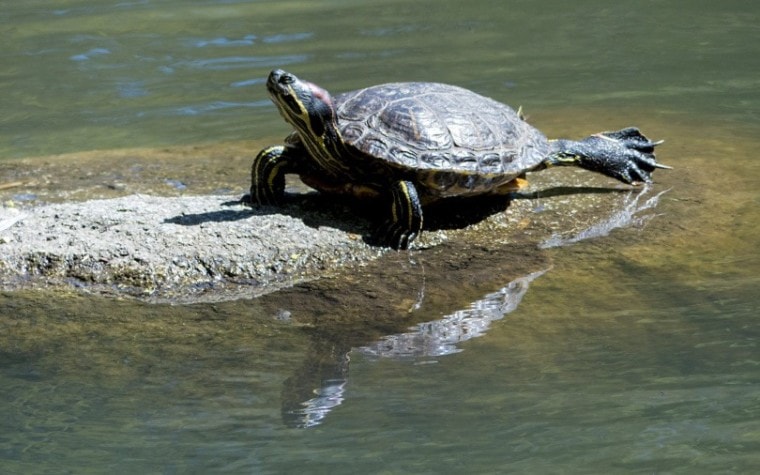 красноухий ползунок в воде