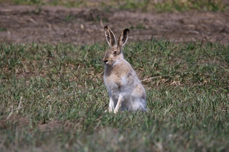 jackrabbit-pixabay